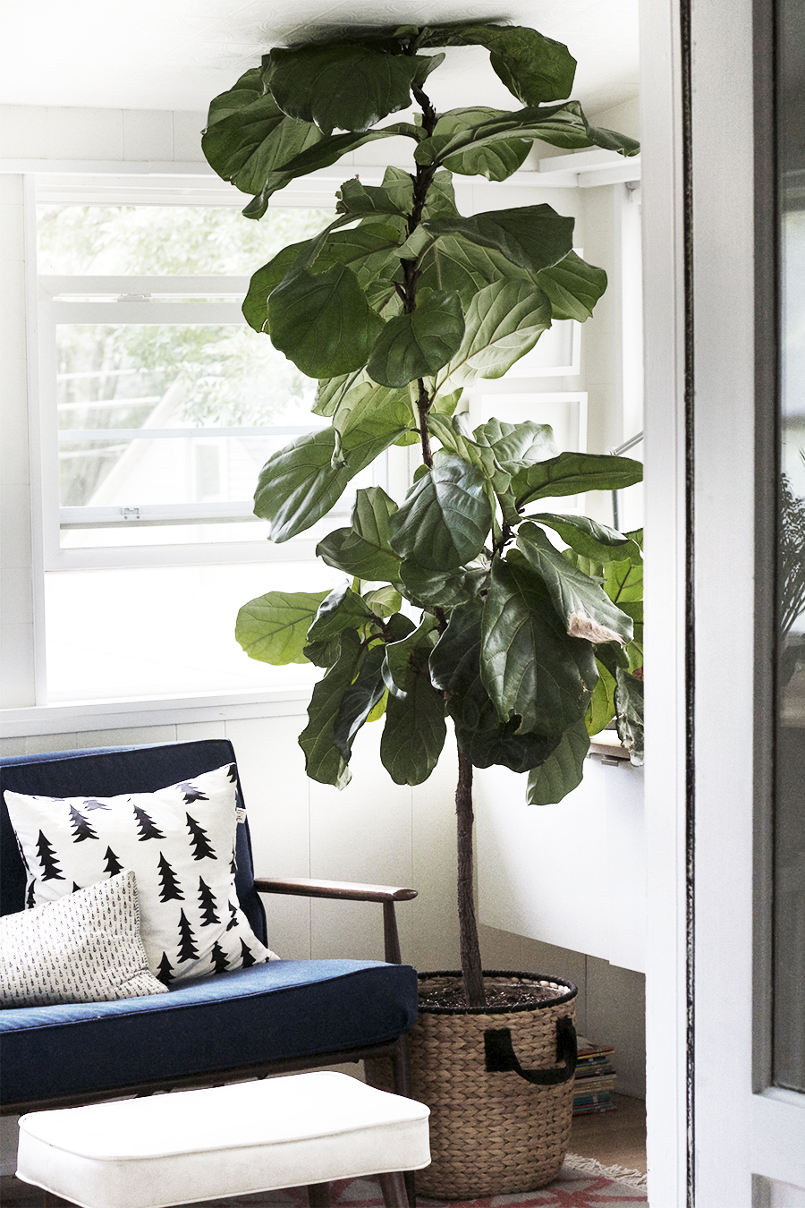 Propagating New Fiddle Leaf Figs