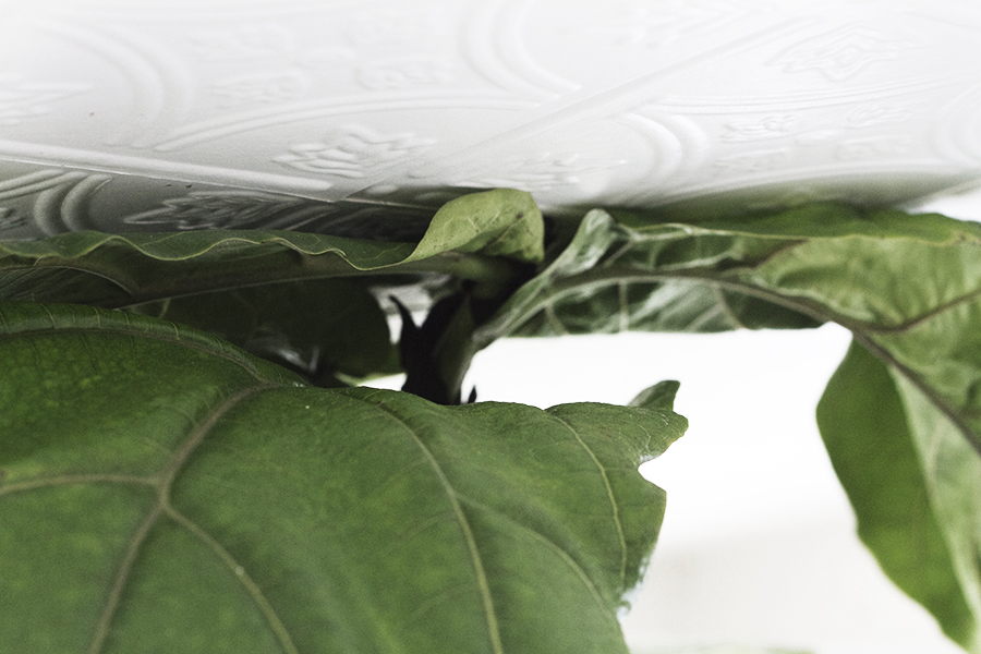 Propagating New Fiddle Leaf Figs