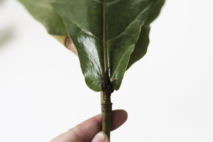Propagating New Fiddle Leaf Figs