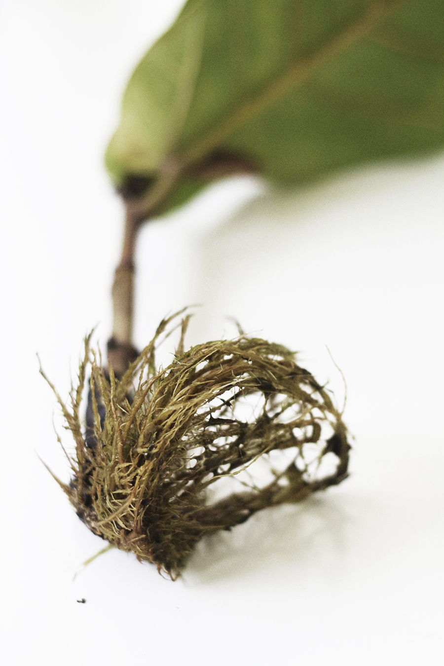 Propagating New Fiddle Leaf Figs