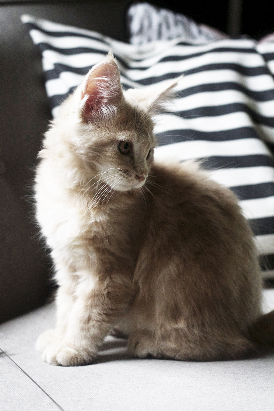 Birdie our Maine Coon Kitten