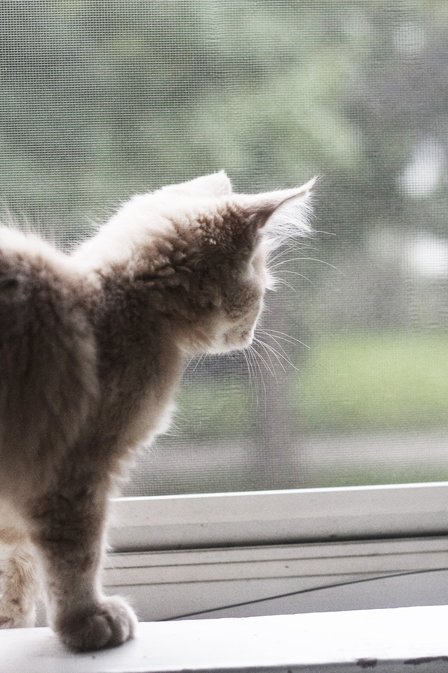 Birdie our Maine Coon Kitten