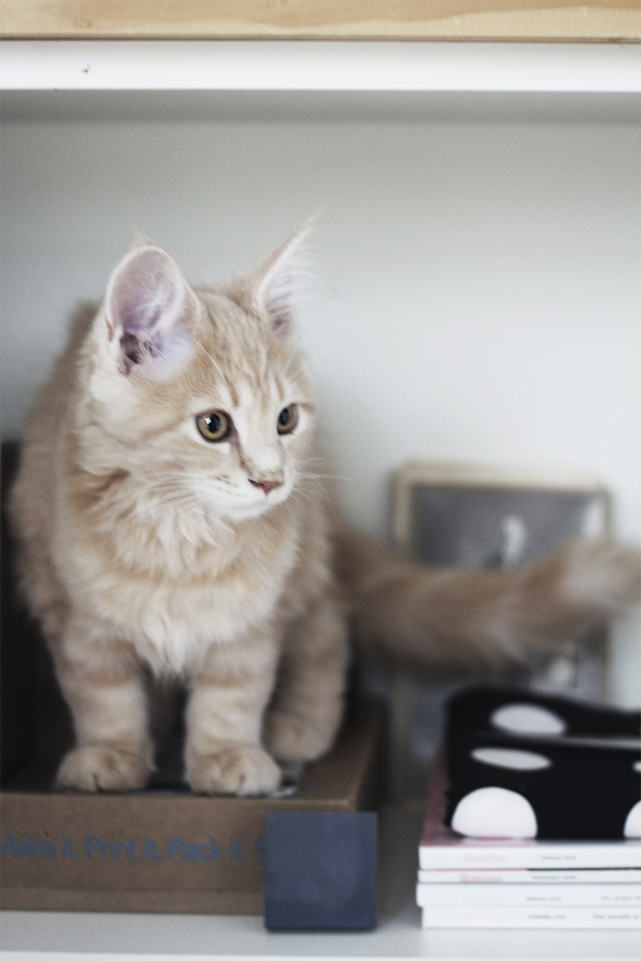 Birdie the Maine Coon