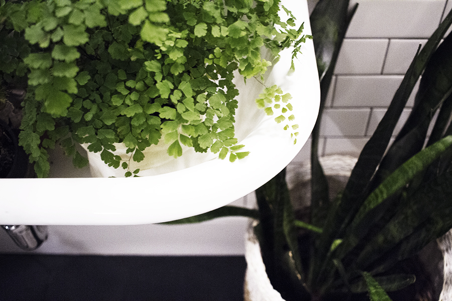 Ideal Plants for the Bathroom