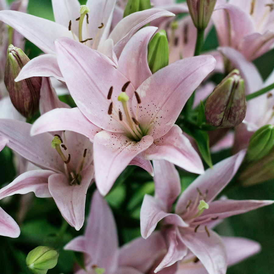 Plants for a sunny border garden | Deuce Cities Henhouse