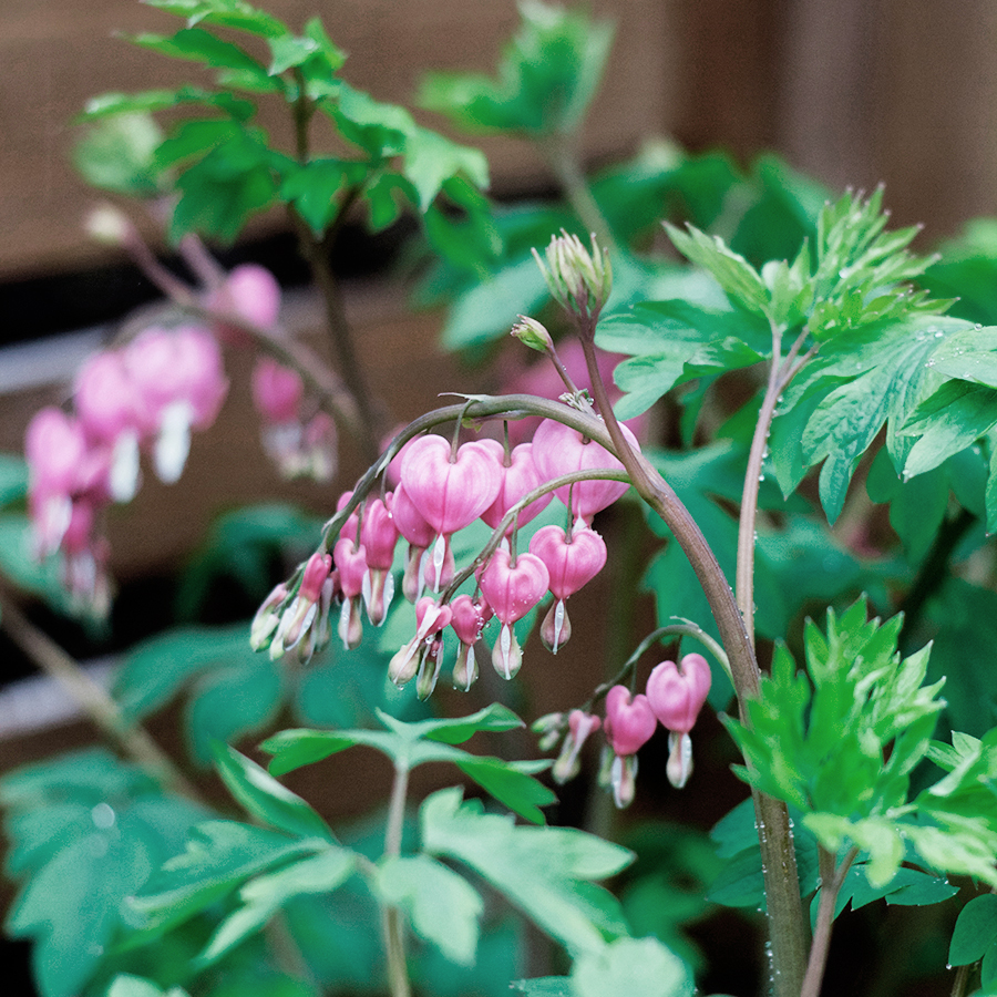 Plants for a sunny border garden | Deuce Cities Henhouse