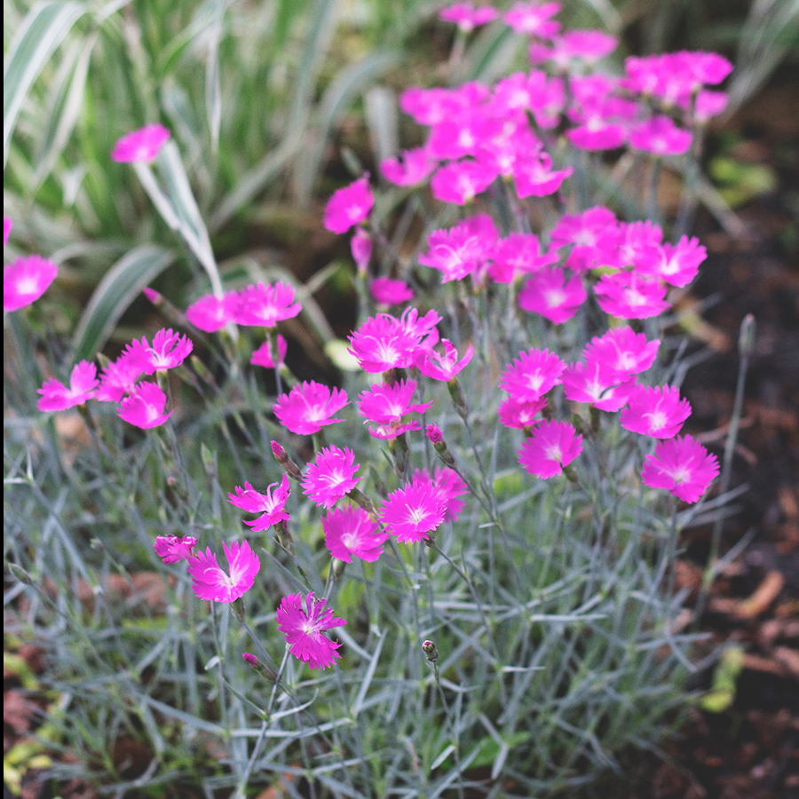 Plants for a sunny border garden | Deuce Cities Henhouse