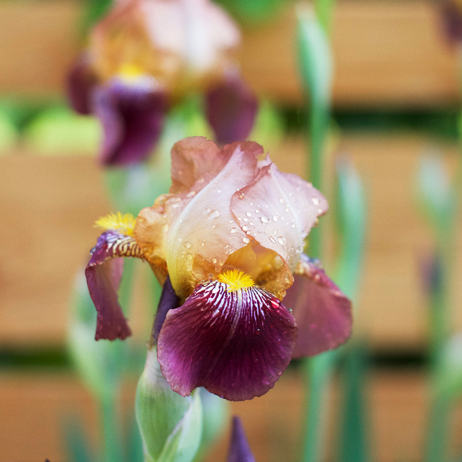 Plants for a sunny border garden | Deuce Cities Henhouse