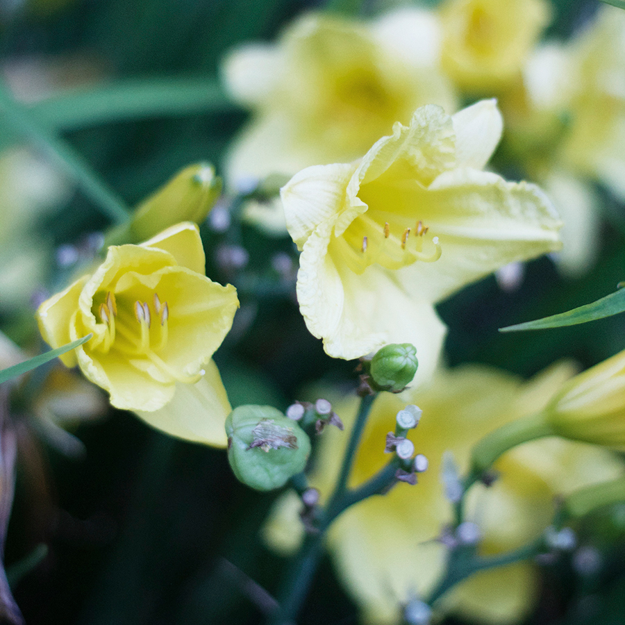 Plants for a sunny border garden | Deuce Cities Henhouse