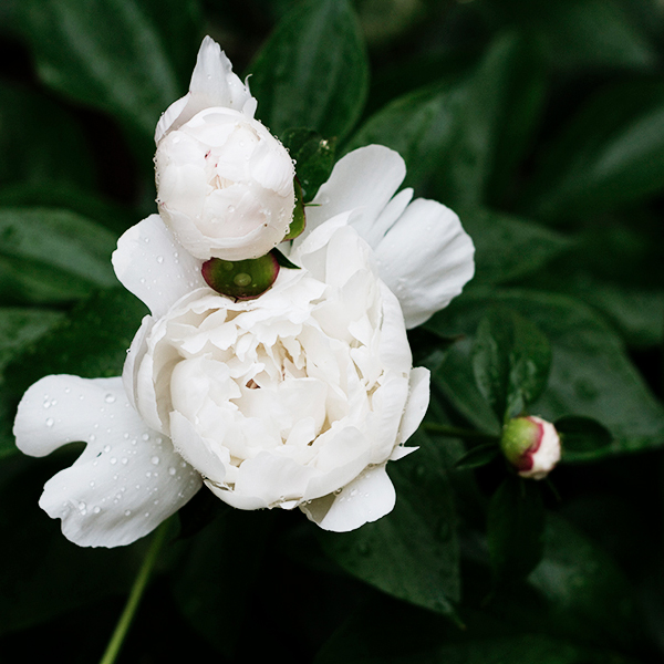 Plants for a sunny border garden | Deuce Cities Henhouse