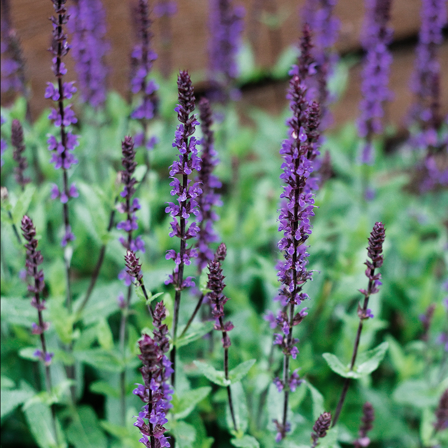 Plants for a sunny border garden | Deuce Cities Henhouse