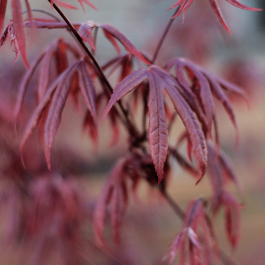 Plants for a sunny border garden | Deuce Cities Henhouse