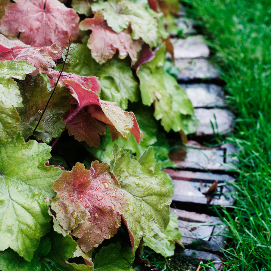 Plants for a sunny border garden | Deuce Cities Henhouse