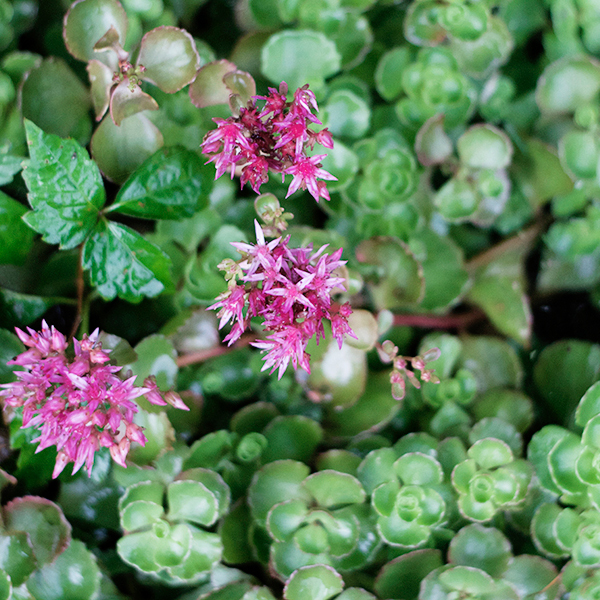 Plants for a sunny border garden | Deuce Cities Henhouse