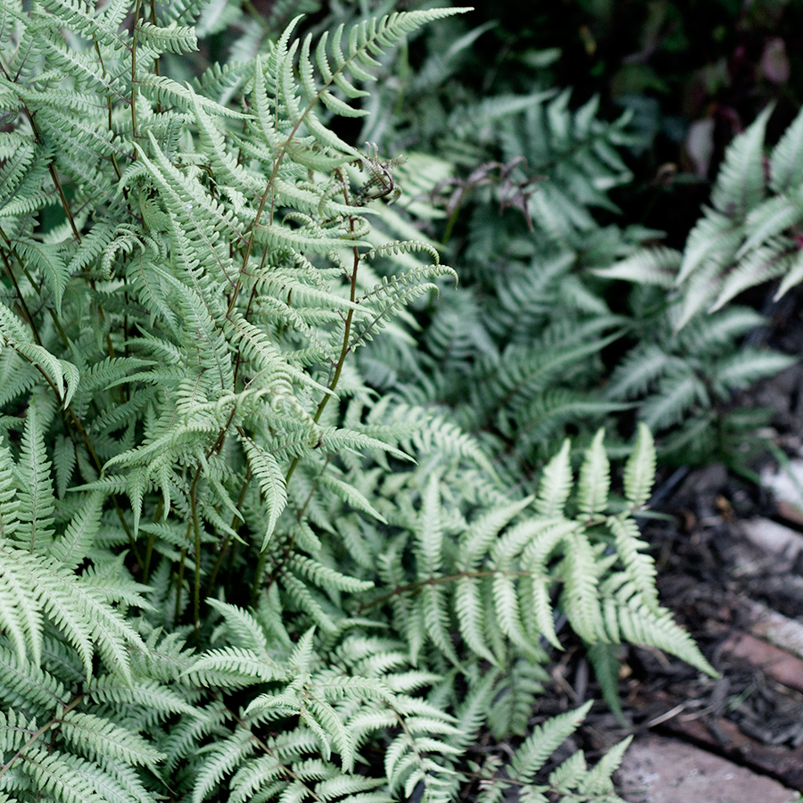 Plants for a sunny border garden | Deuce Cities Henhouse