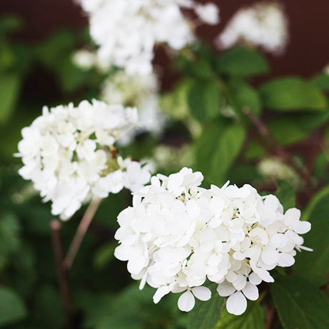 Plants for a sunny border garden | Deuce Cities Henhouse