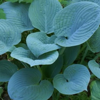 Plants for a sunny border garden | Deuce Cities Henhouse
