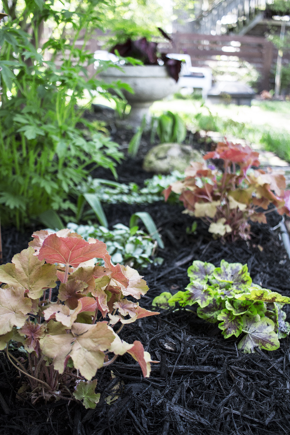 Adding Color to the Garden with Monrovia | Deuce Cities Henhouse