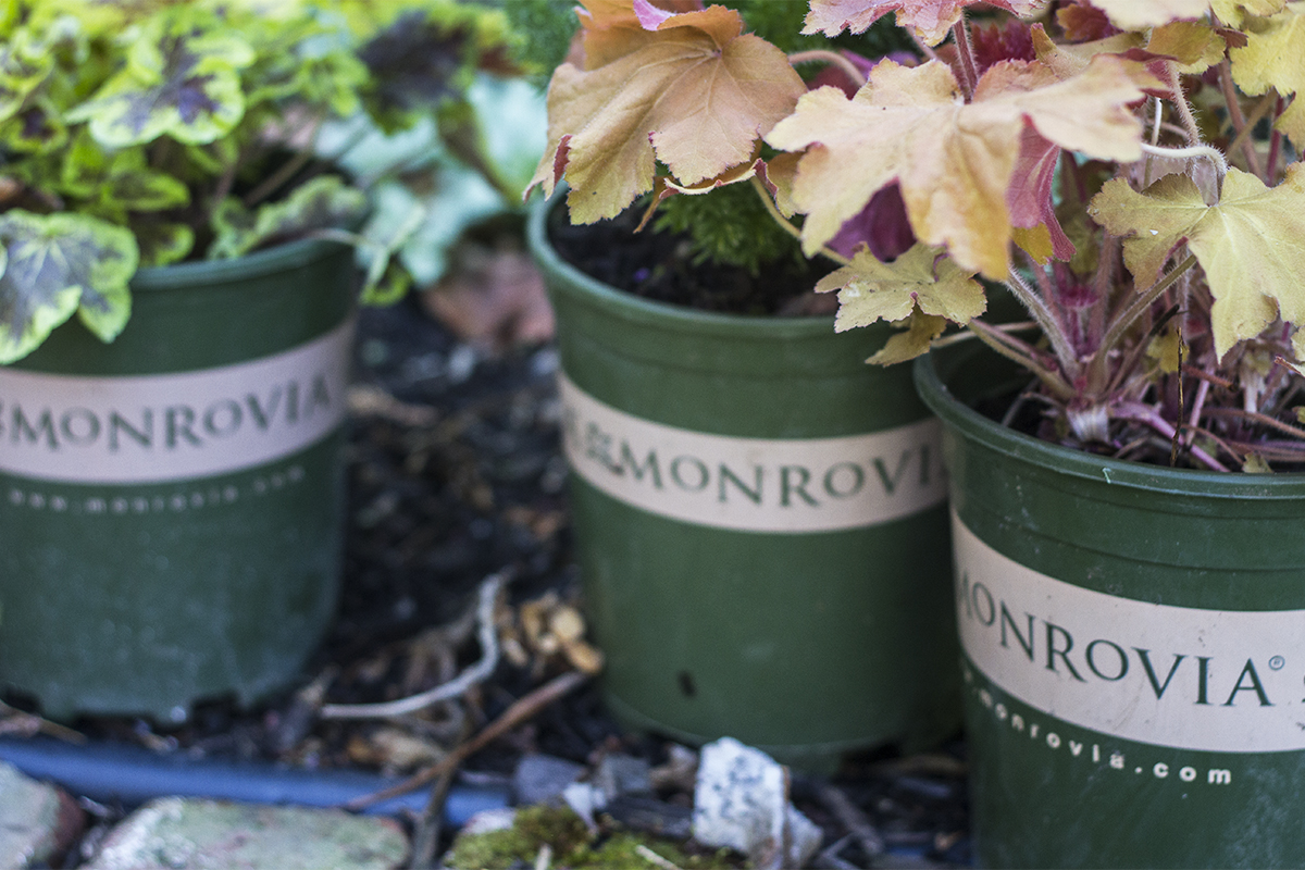 Adding Color to the Garden with Monrovia | Deuce Cities Henhouse