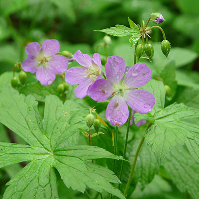 Native Plants for a North Woods Garden | Deuce Cities Henhouse