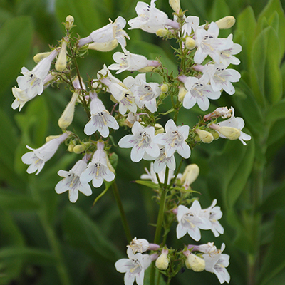 Native Plants for a North Woods Garden | Deuce Cities Henhouse