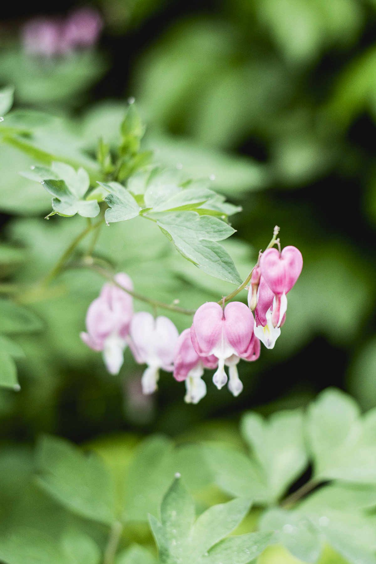 My May Garden // Deuce Cities Henhouse