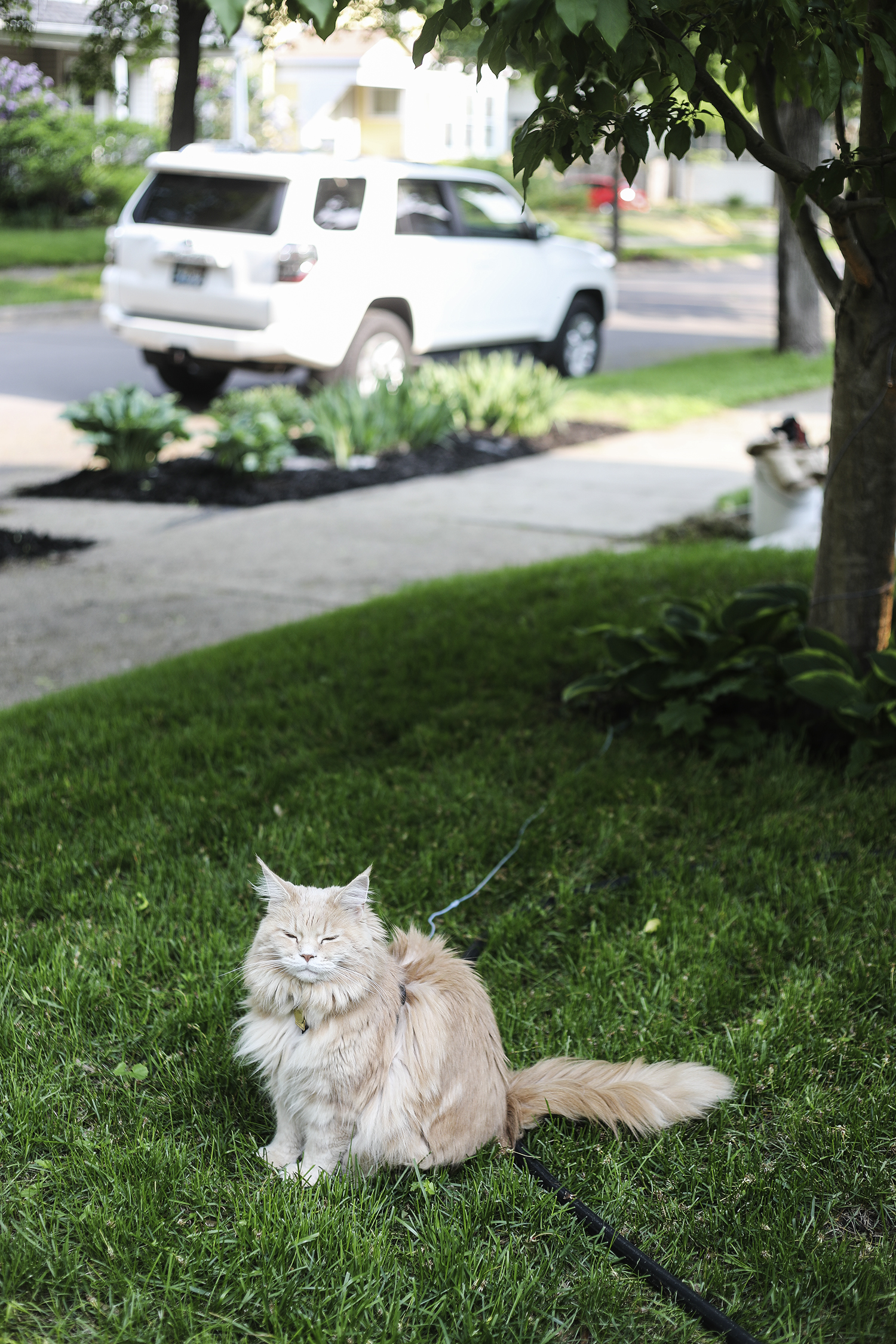 My May Garden | Deuce Cities Henhouse