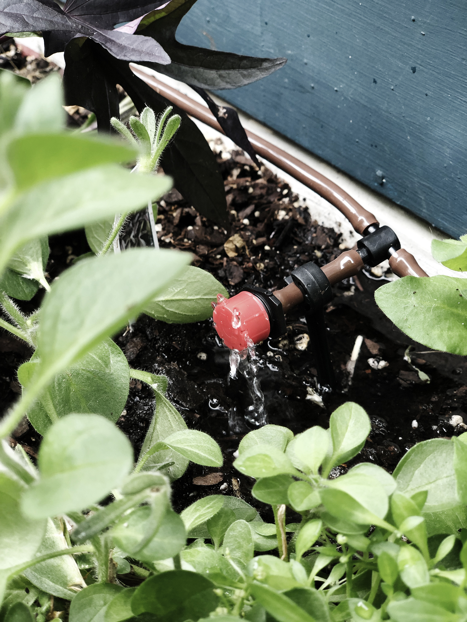 No Touch Smart Watering System for your window boxes, planters and lawn | Deuce Cities Henhouse