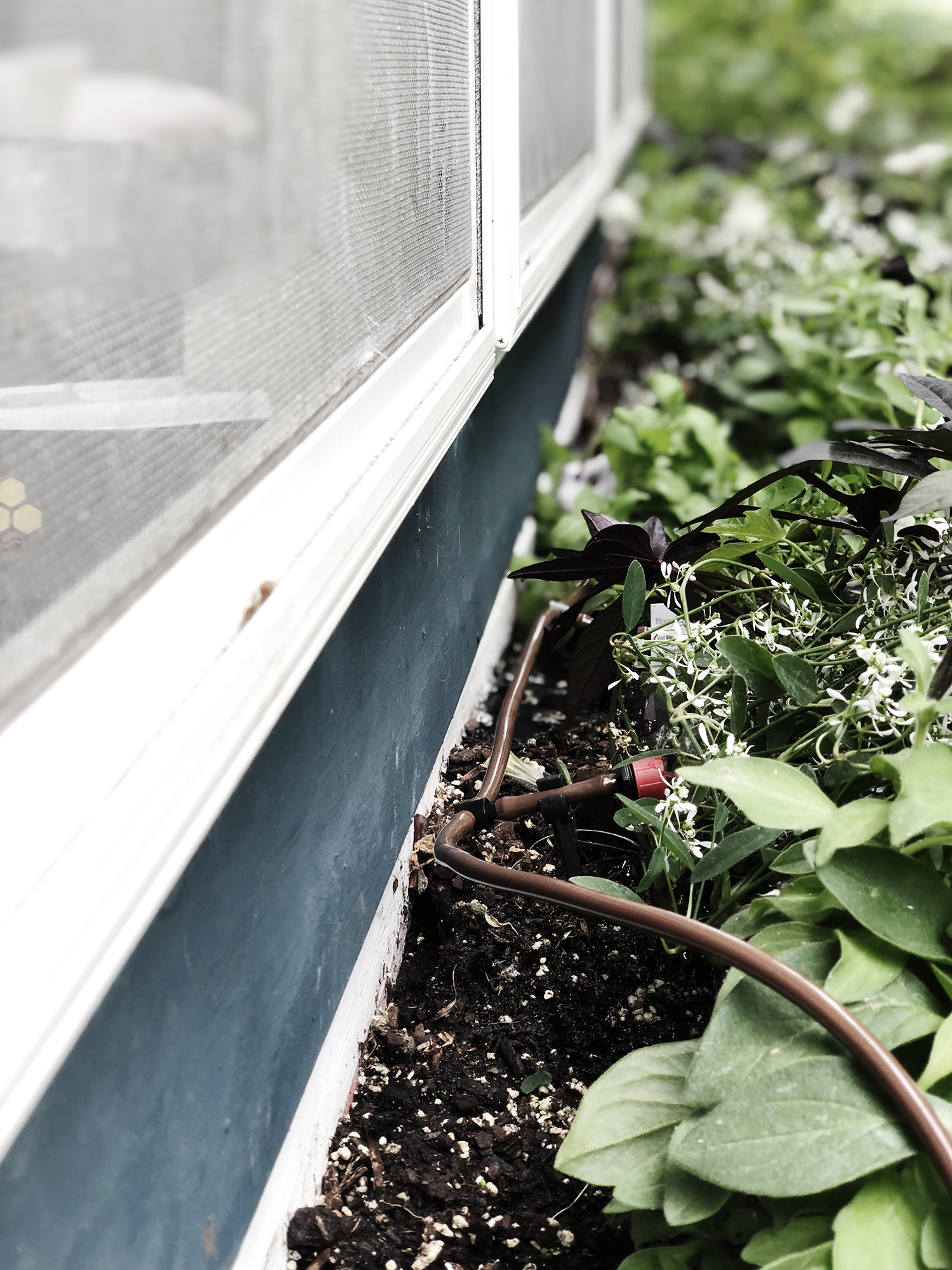 No Touch Smart Watering System for your window boxes, planters and lawn | Deuce Cities Henhouse