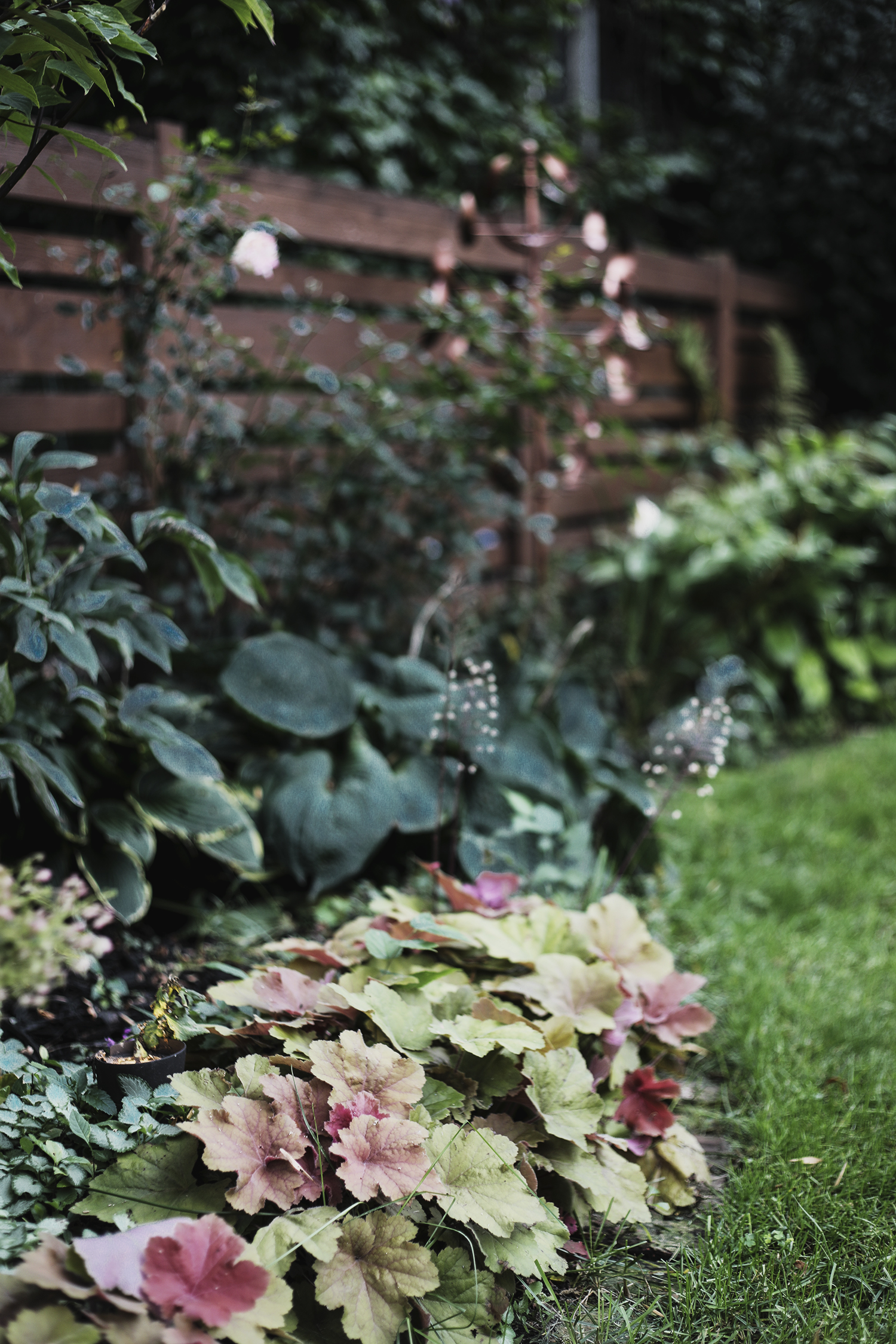 My Fall Garden