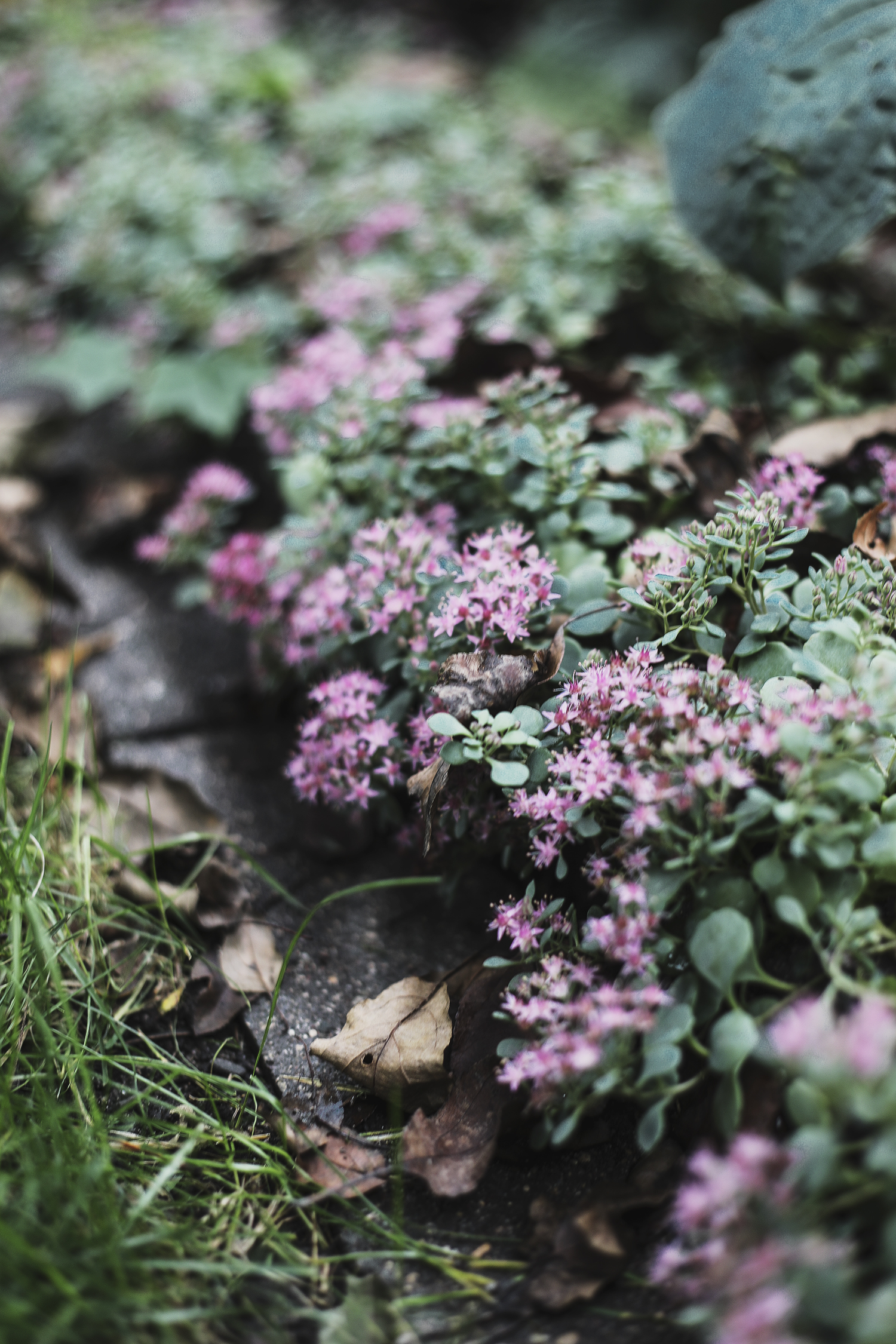 My Fall Garden