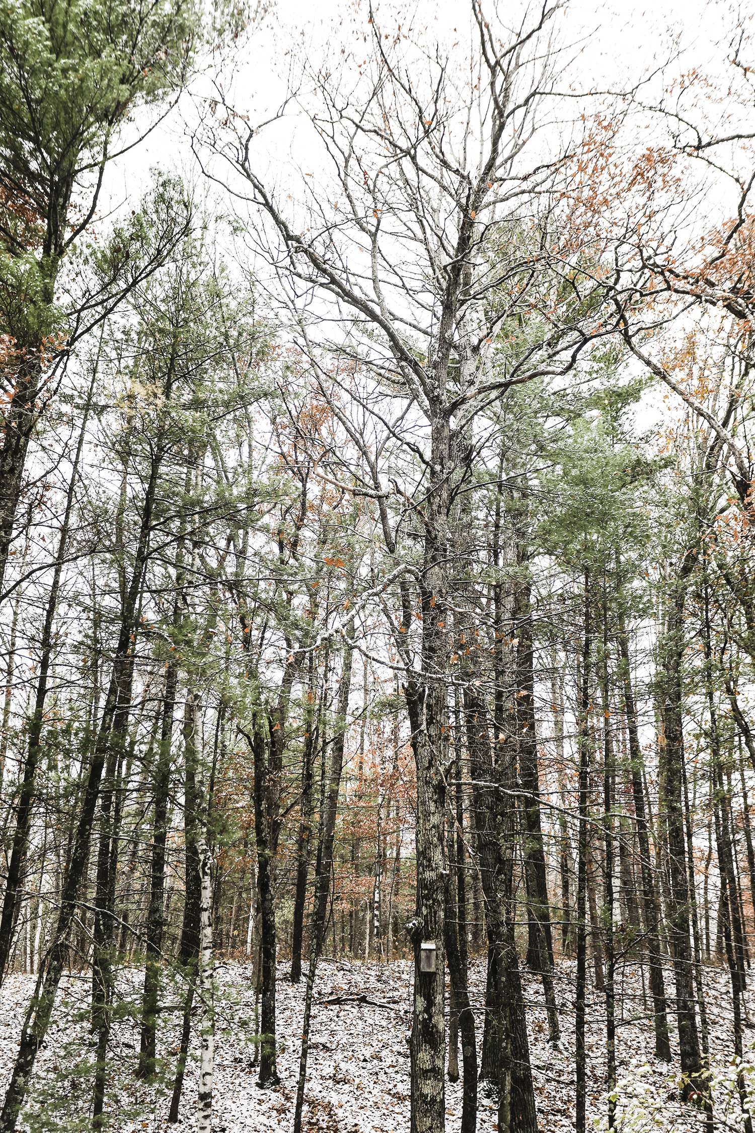 The Trees behind our Cabin