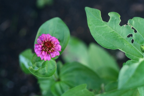 First Flower