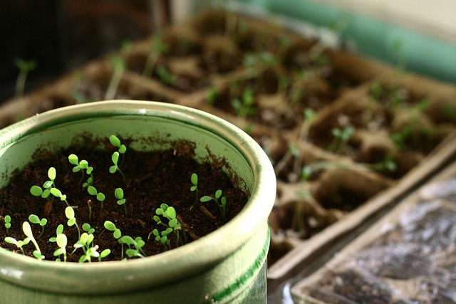 Plants on the Brain (Sung to the tune of Pants on the Ground)