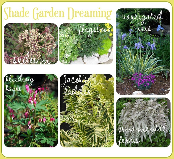 Planning for my Shady Boulevard Garden.