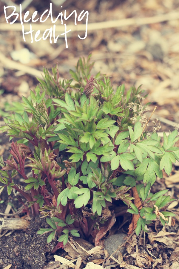 My March Garden