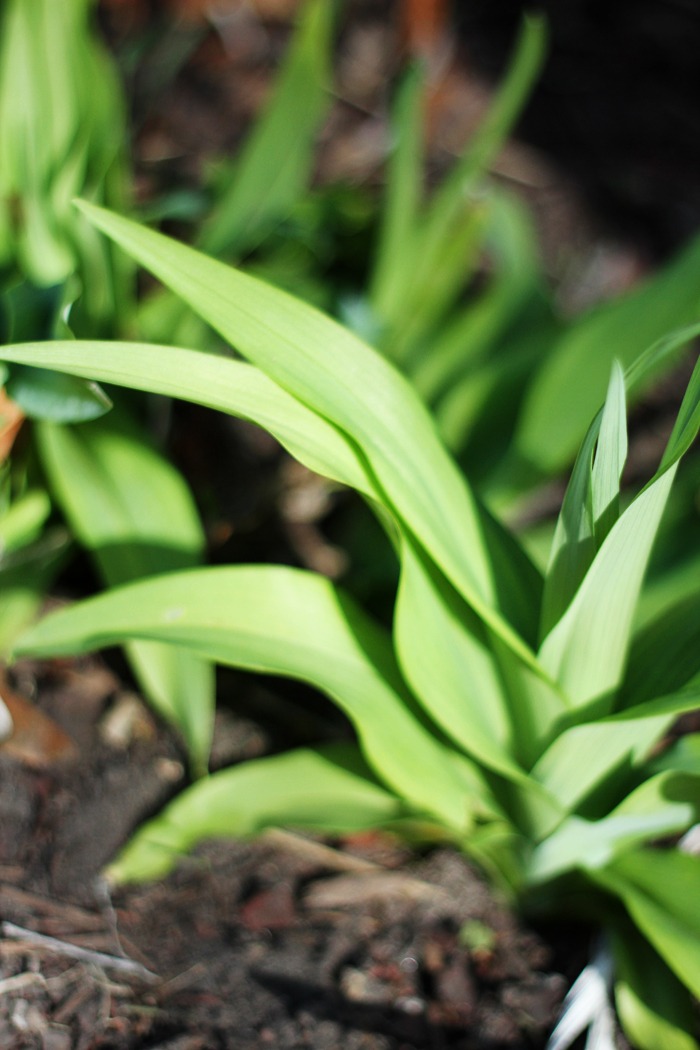 My April Garden