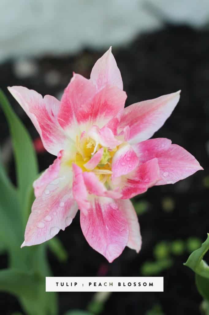 Tulip Peach Blossom