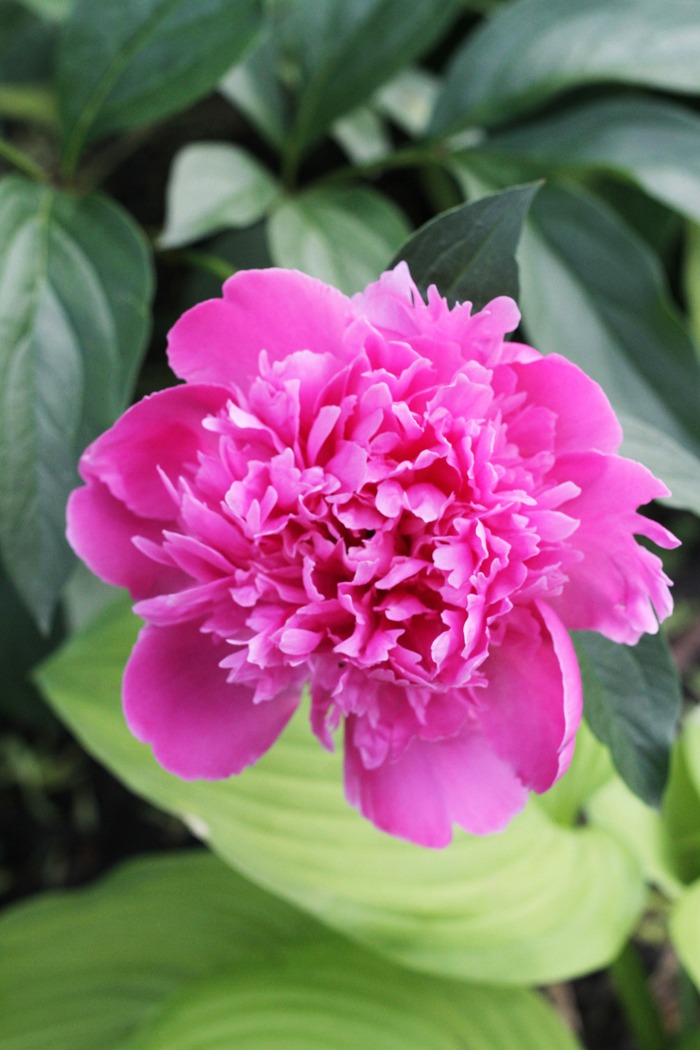 Pink Peony