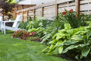 My July Garden