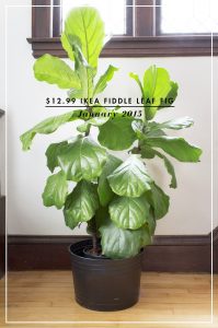 Caring for a Fiddle Leaf Fig
