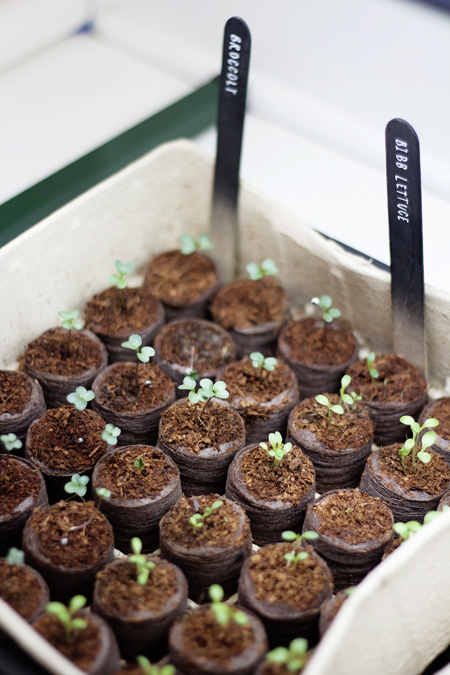 Sowing Seeds Indoors