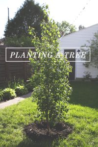 How to Plant a Tree - Instructions