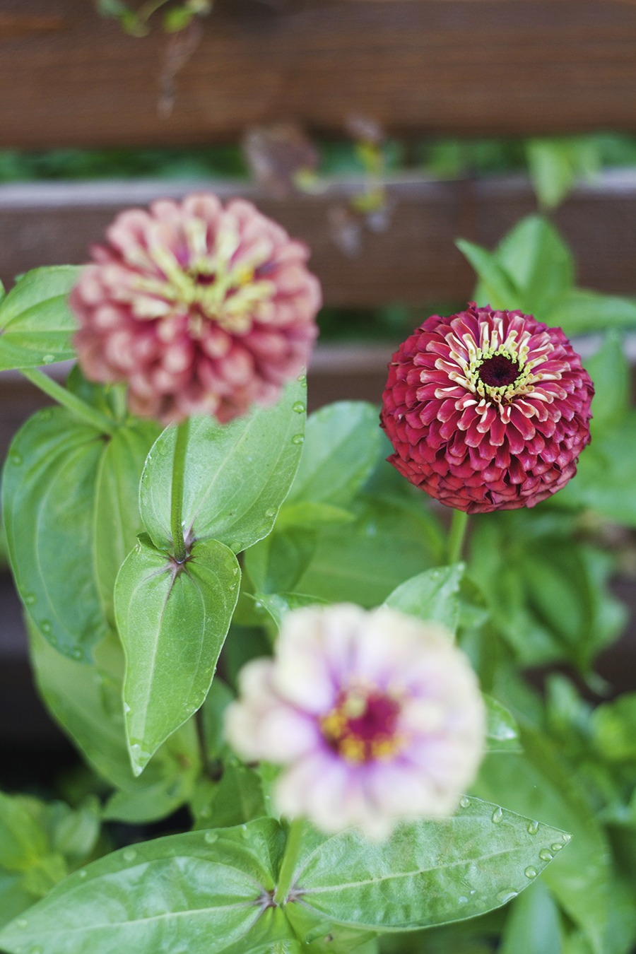 My July Garden