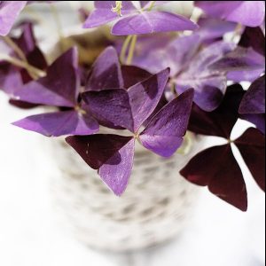 House Plants : Oxalis