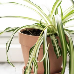 Tips for Growing a Spider Plant