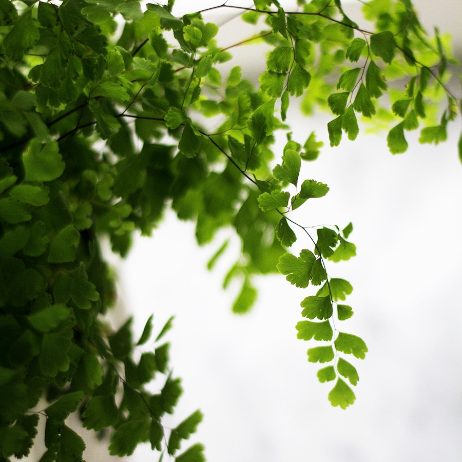 House Plants : Maidenhair Fern