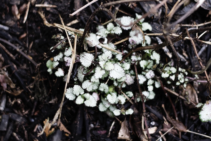 My March Garden