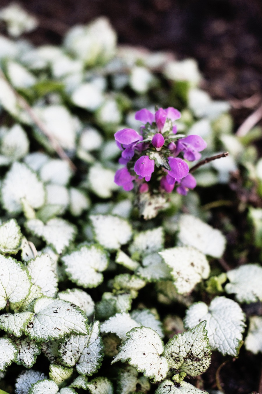 My April Garden