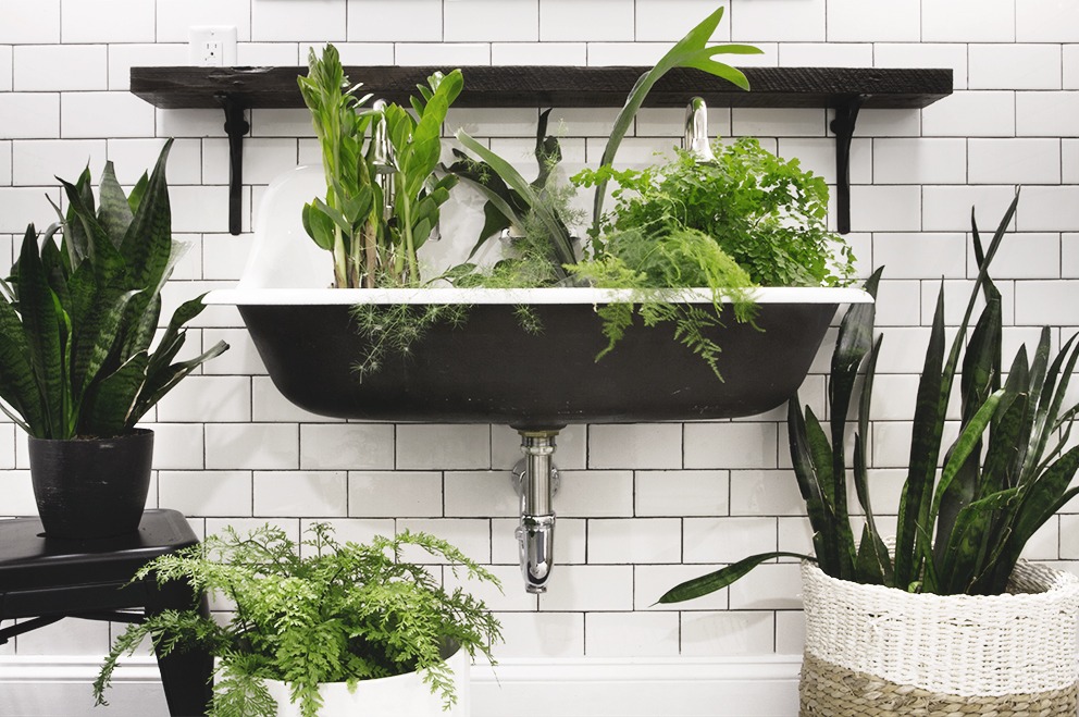 Three Plants that Thrive in Low Light Bathrooms